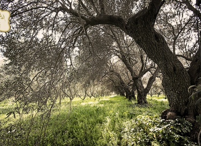 Visualizza la notizia: Oleificio Masoni Becciu di Valentina Deidda