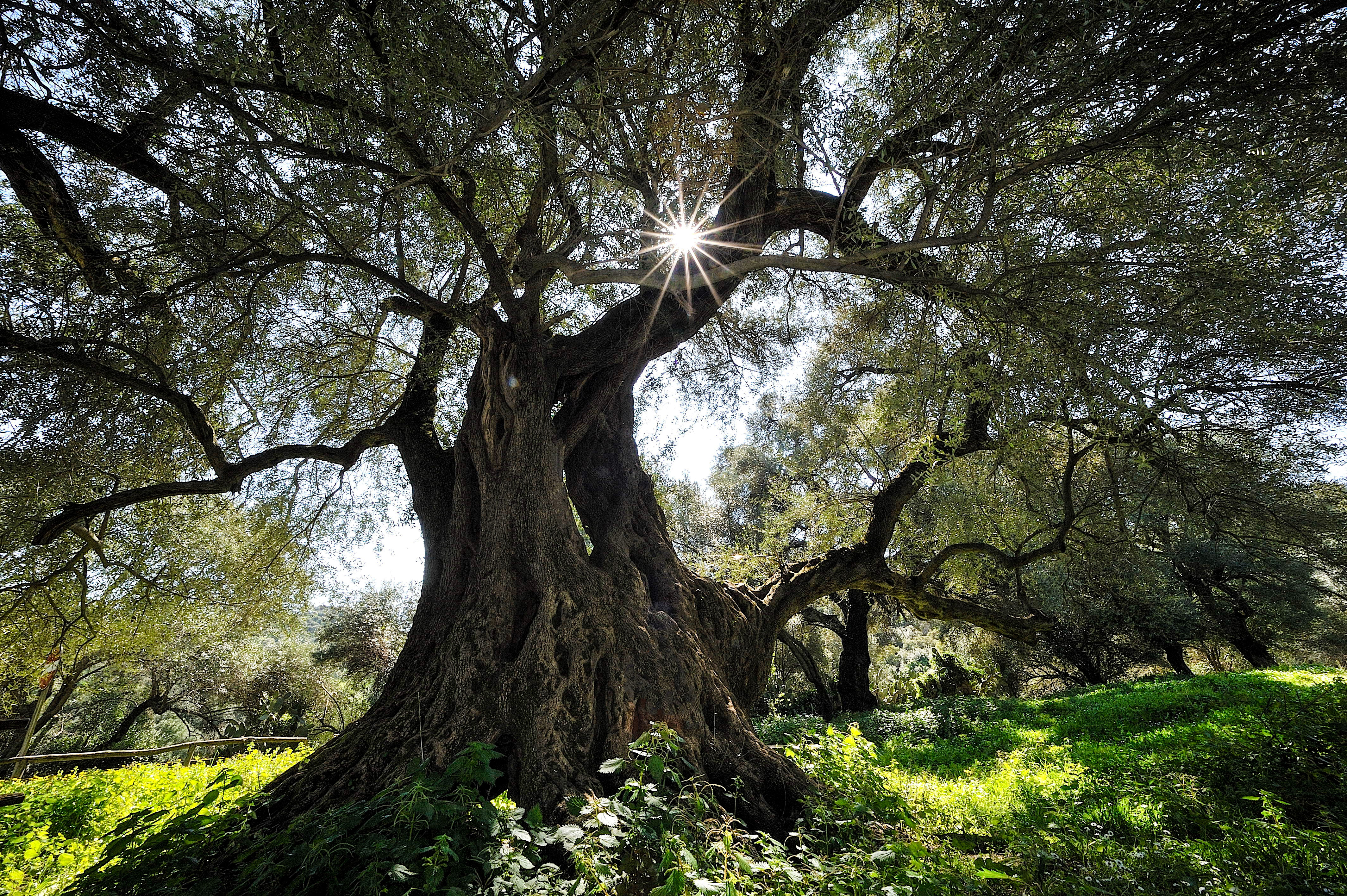 Piante millenarie e secolari