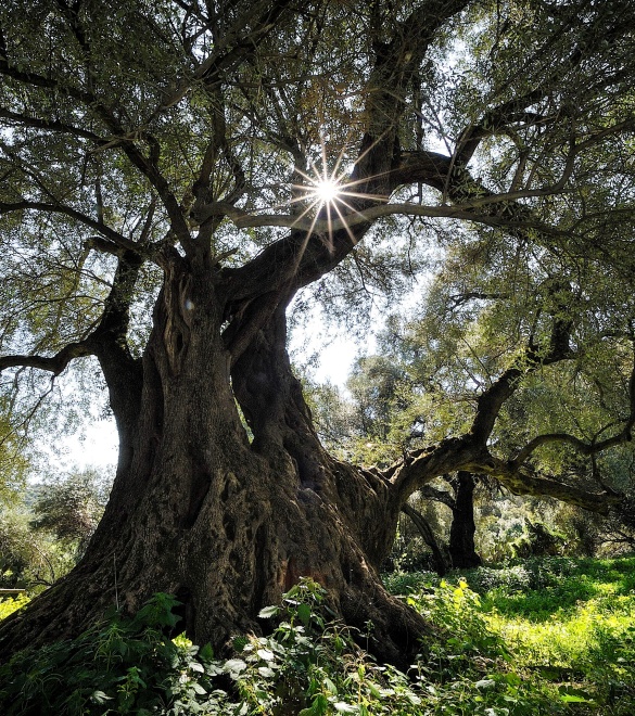 Piante millenarie e secolari