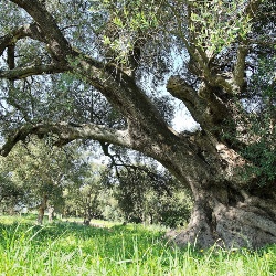San Sisinnio, olivastro secolare nel parco