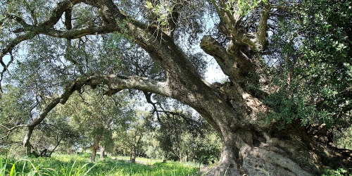 San Sisinnio, olivastro secolare nel parco