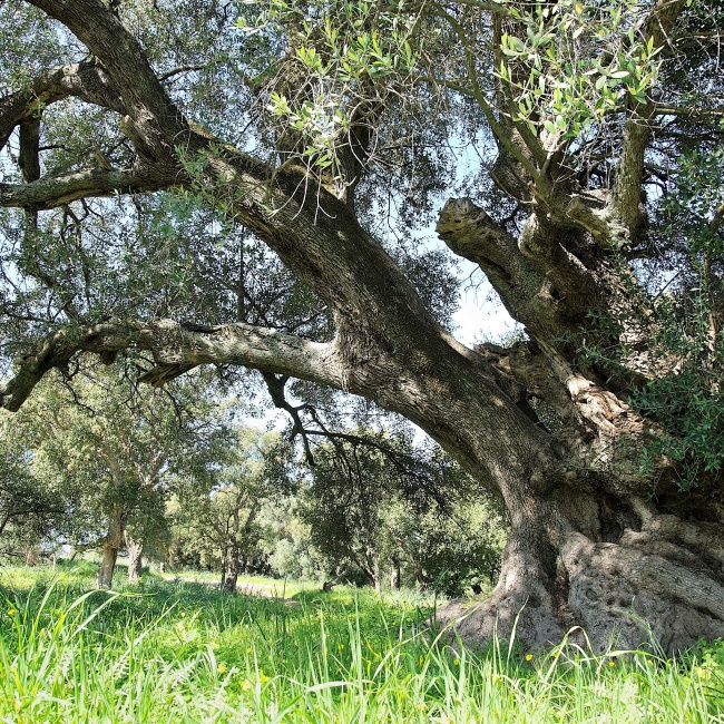 San Sisinnio, a centuries-old olive tree in the park