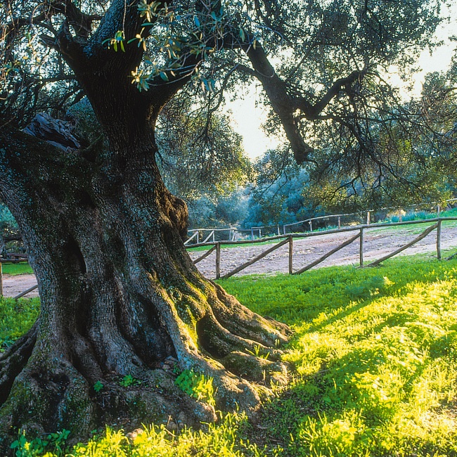 San Sisinnio, the large trunk of a centuries-old olive tree