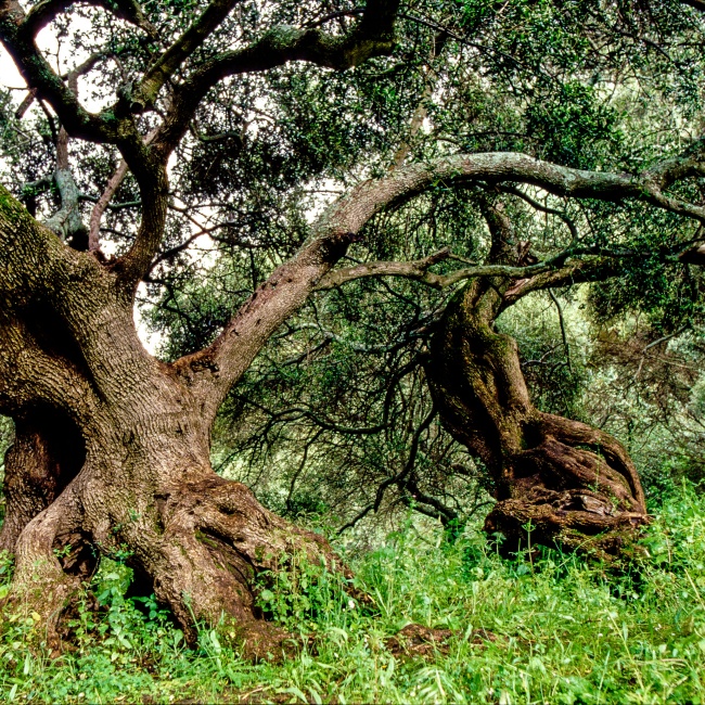 San Sisinnio, two centuries-old olive trees