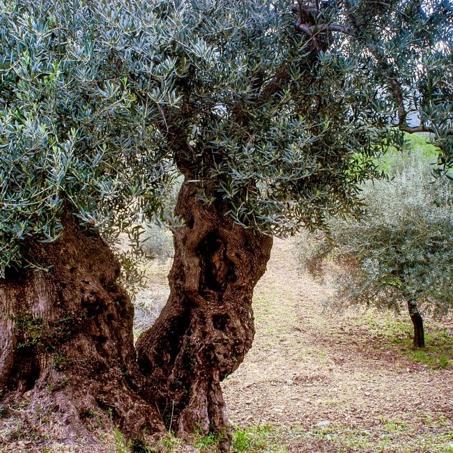 San Sisinnio, olivastro