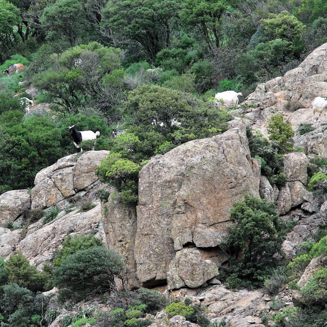 Goats grazing in the rocky walls of the Linas
