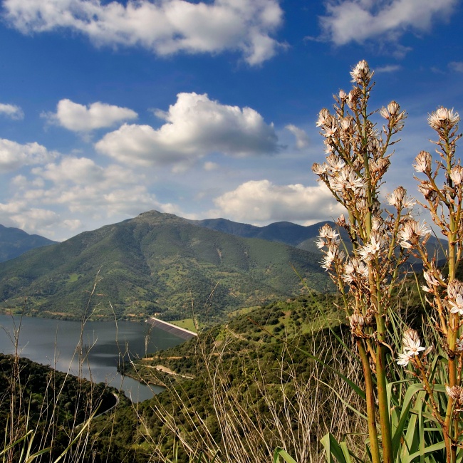 Lago Leni, vista panoramica con asfodelo in primo piano