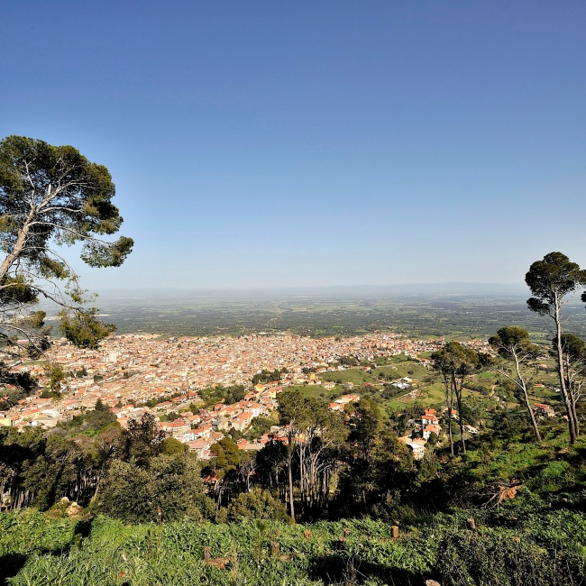 Panoramic view from the pine forest