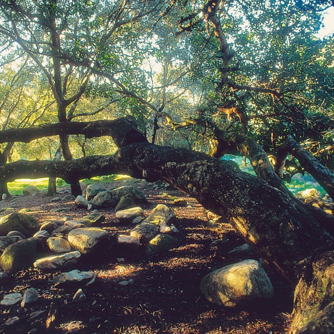 Villascema, albero di carrubo