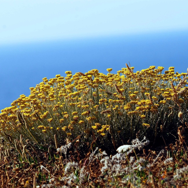 Helichrysum