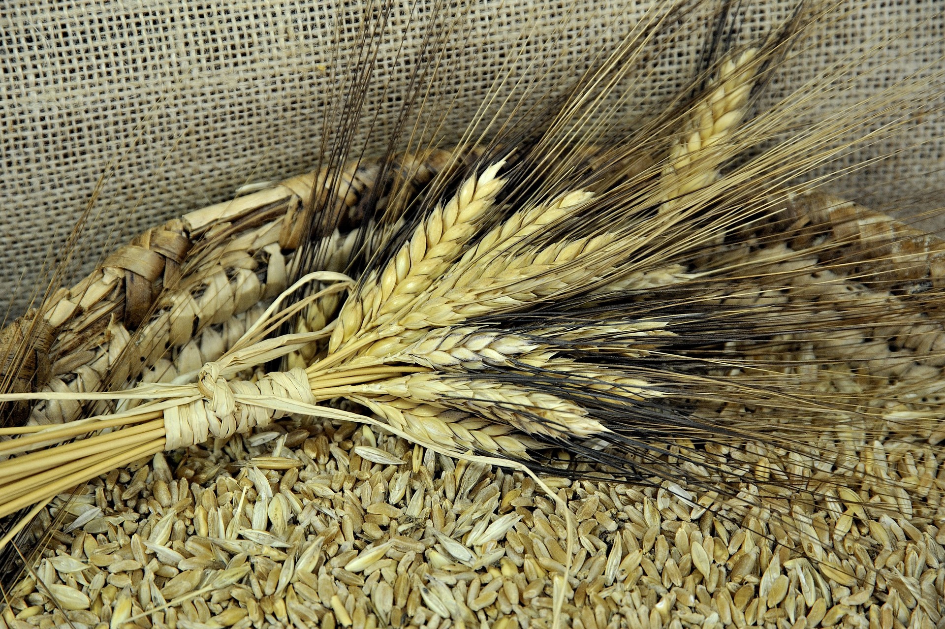 Visualizza la notizia: The roads of wheat