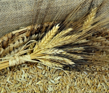 Visualizza la notizia: Mulino Cadoni