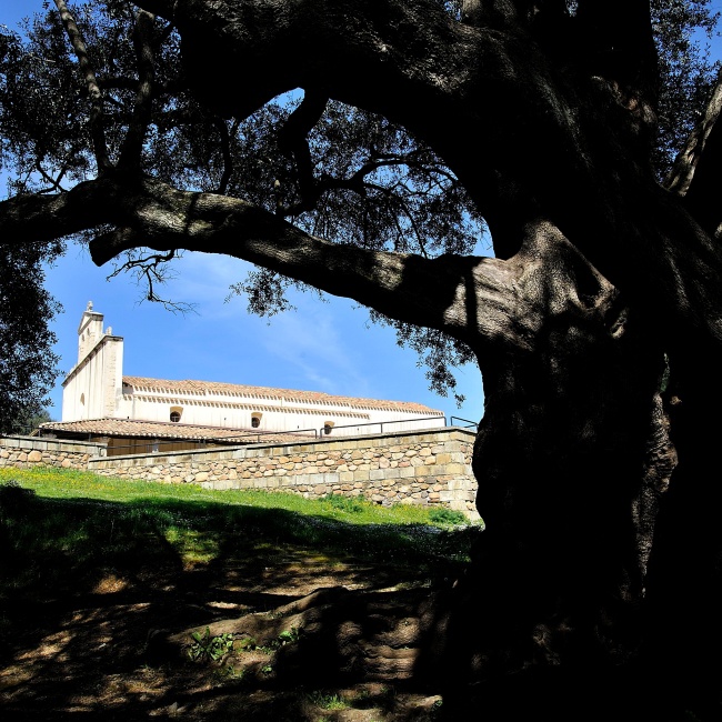 Millennial olive tree near the church