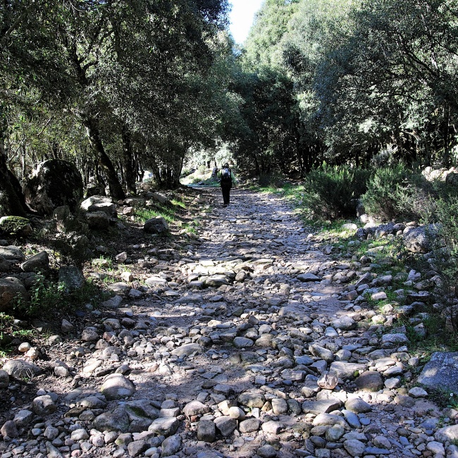 Footpath in the park