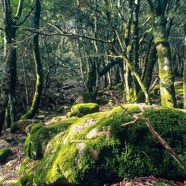 Undergrowth