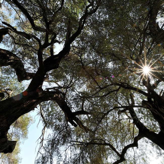 Millennial olive trees