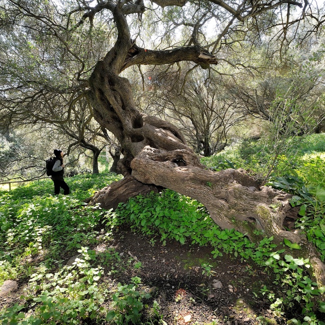Millennial olive tree