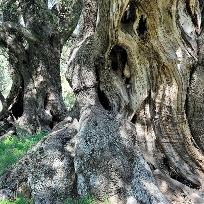 Parco San Sisinnio, olivastri millenari