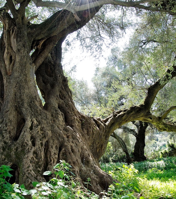 Millennial olive tree