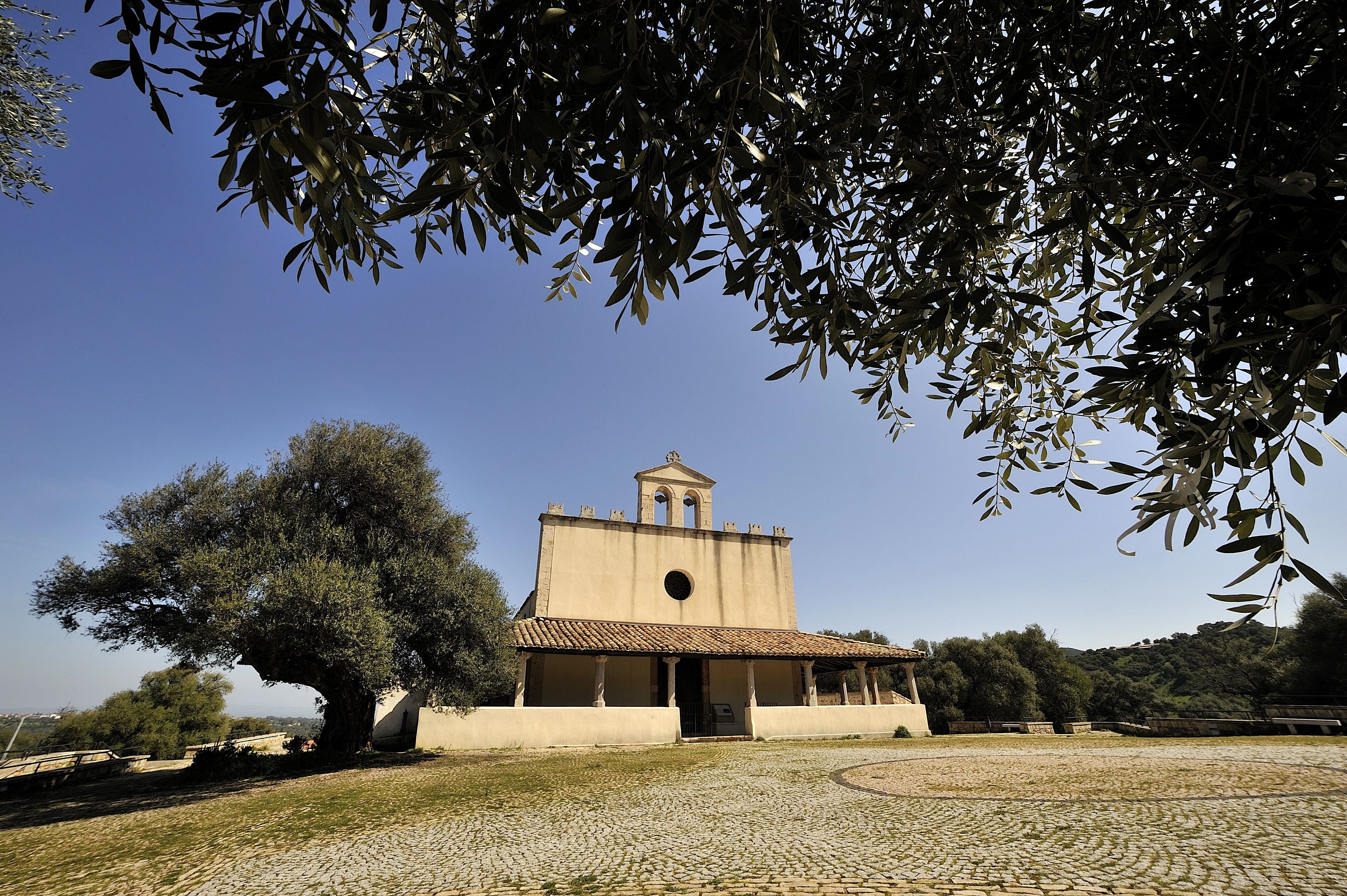 Video San Sisinnio, il Parco e gli olivastri
