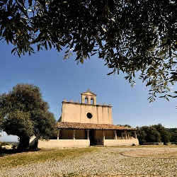 San Sisinnio, il Parco e gli olivastri
