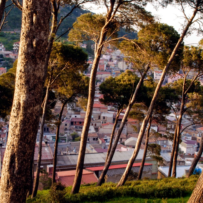 The pine forest at sunset