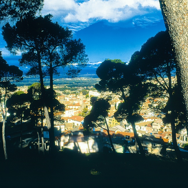 The pine forest against the light