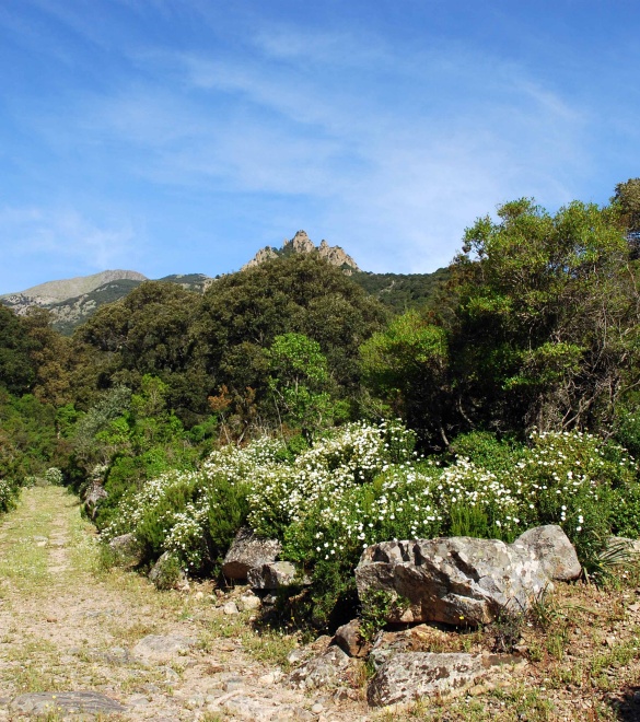 Footpath in the park