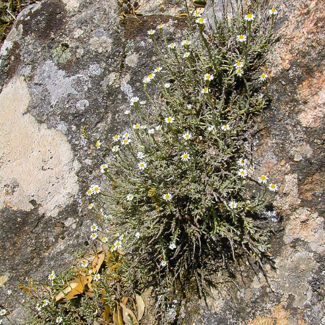 Elicriso (Helicrysum Montelinasanum)