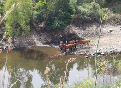 Visualizza la notizia: Agriturismo Il Pesco